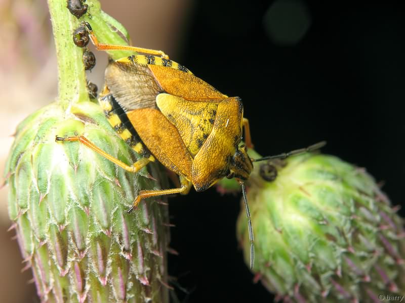 Carpocoris purpureipennis (De Geer, 1773)